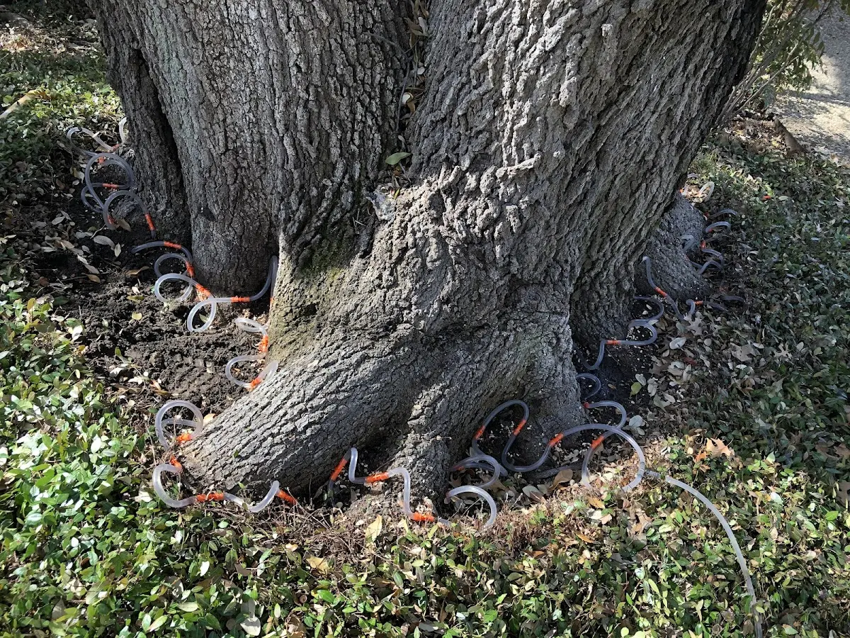 Detailed Shrub and Hedge Trimming job site in Parker