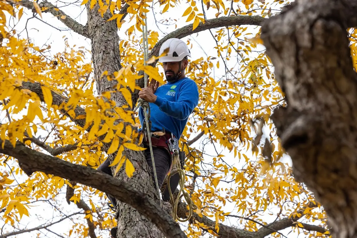 Skilled Tree Planting crew working in Parker